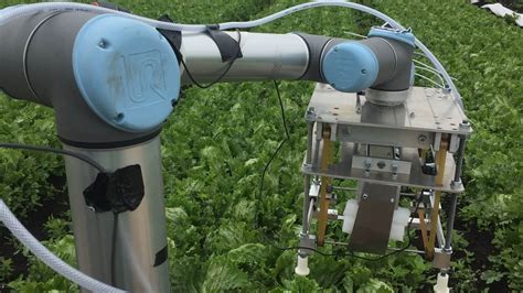 Robot Uses Machine Learning To Harvest Lettuce Youtube