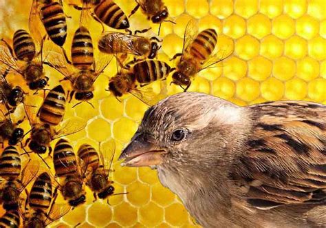 How Do Birds Eat Bees And Not Get Stung Heres Their Secret