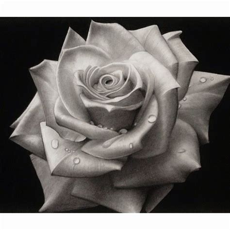 Black And White Rose Art Drawing Sketch Pencil Art