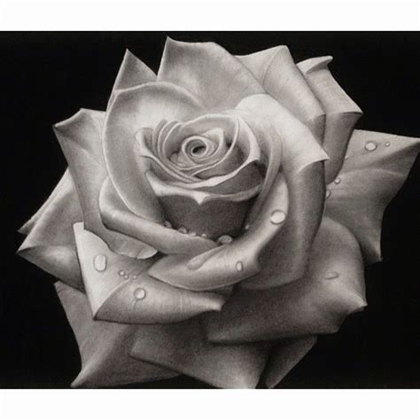Free Rose Black And White Drawing, Download Free Rose Black And White