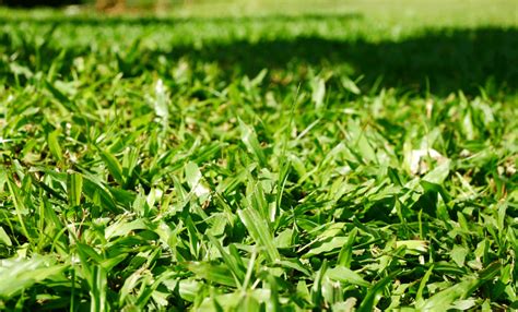3 Facts About Bermuda Grass Natures Select Piedmont