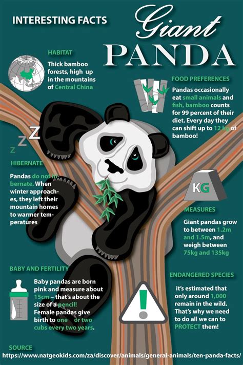 Designed Brochure With Interesting Facts About Giant Pandas Using
