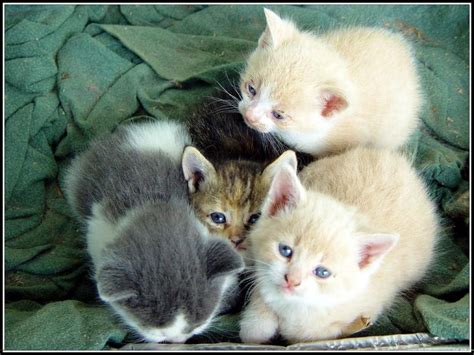 10 grands fonds d écran pour de petits chatons fonds d écran gratuits