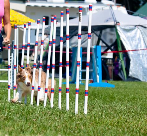 Do It Yourself Dog Obstacle Course Is Dog Agility Cruel Can Agility
