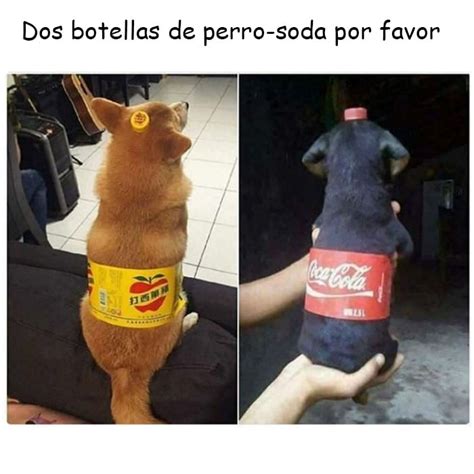 20 Graciosas Imágenes De Memes De Los Perros Más Divertidos