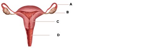 Correctly Label The Parts Of The Female Reproductive System