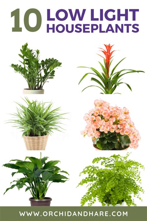 After taking it home, you're faced with a dilemma: 10 Low Light House Plants | Indoor Plants That Grow ...