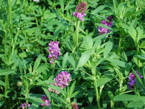 Alfalfa, also known as lucerne or medicago sativa, is a plant that has been grown as feed for livestock for hundreds of years. Farms Forests Foods: GM Alfalfa: Changing the Future of ...