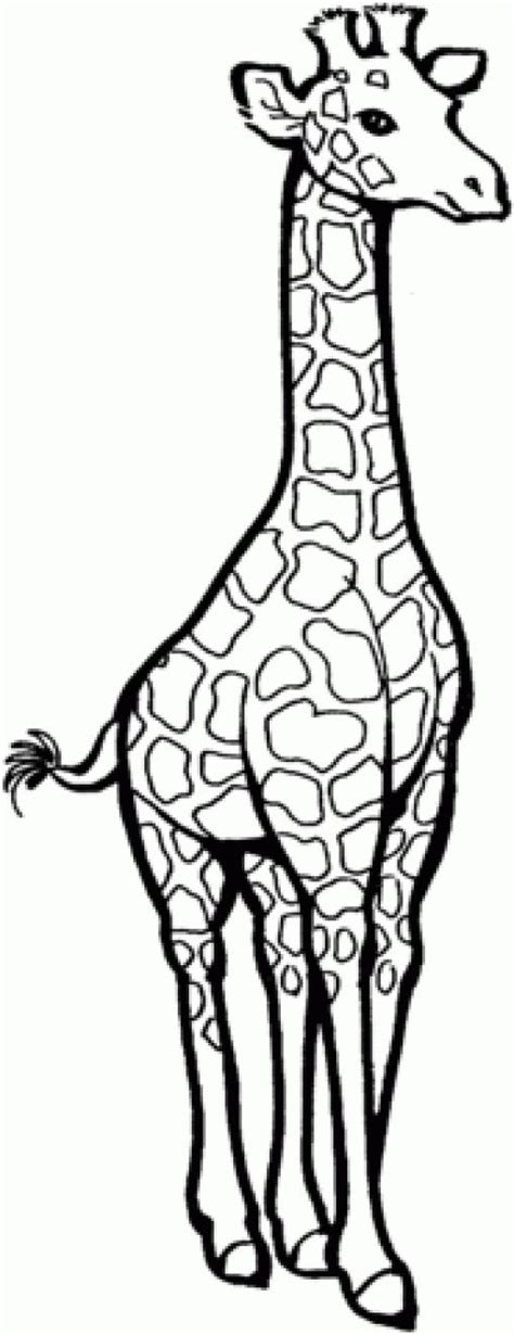 Pin von Kanlada Thoopchai auf วา | Giraffen zeichnen, Giraffenzeichnung