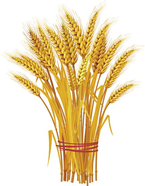 Пшеница PNG