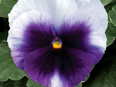 Pansy Delta Premium Beaconsfield Campbells Nursery