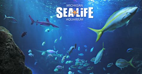 Michigan Sea Life Aquarium Traveling Dad