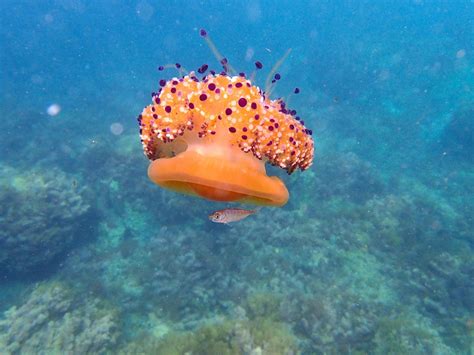 In fact, the entire interactive network of life on earth, from the jellyfish to the judge, is based on the sacrifice of animals and the use of animal foods. Maltese Marine Biodiversity - is rich as it is fragile ...