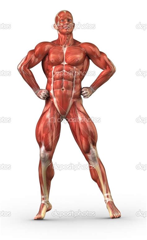 With the help of a diagram in this article, let us understand the function of this system, and the organs that constitute it. human muscular system diagram unlabeled - Google Search ...