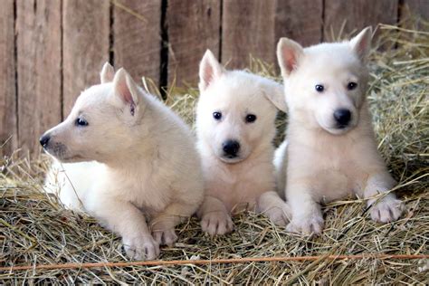 White German Shepherd Husky Mix Puppy Ericvisser
