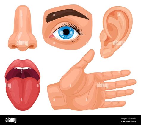 Cartoon Sensory Organs Senses Organs Eyes Vision Nose Smell Tongue My