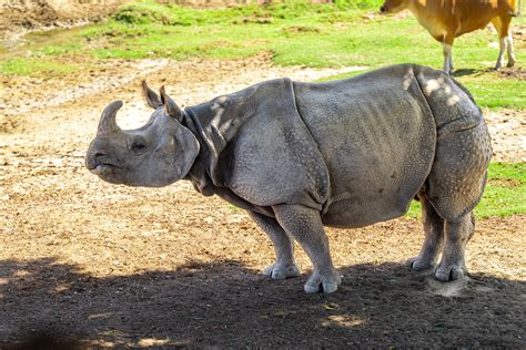 Greater One Horned Rhinoceros Zoochat
