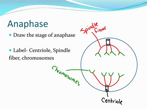 Check spelling or type a new query. PPT - The Cell Cycle PowerPoint Presentation, free ...