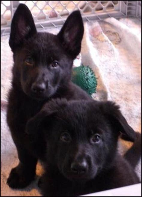 Best 25 Black German Shepherd Puppies Ideas On Pinterest Black