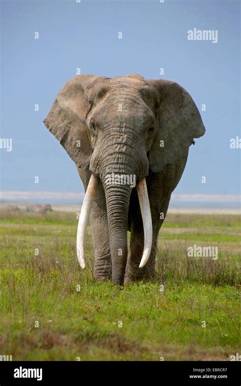 African Elephant Loxodonta Africana Bull Elephant With Very Big