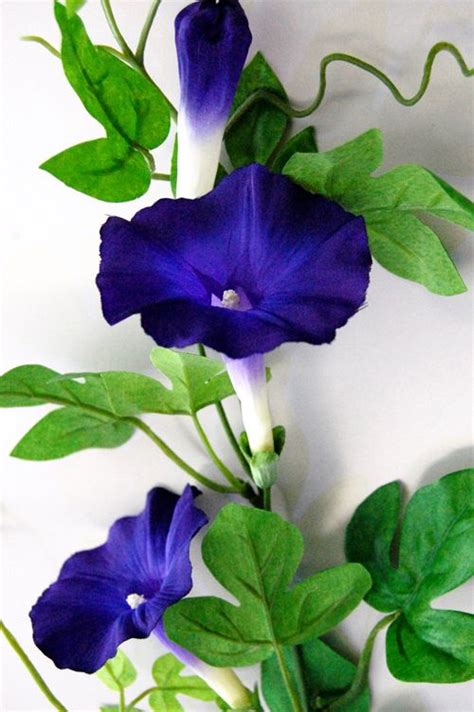 Morning glory species belong to many genera. Pin on Flowers