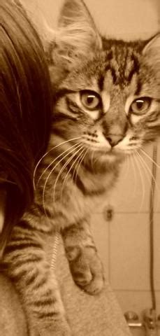 Einige gesunde und liebevoll gepflegte samtpfoten erreichen ein stolzes alter von 20 jahren. ab wann darf ich meine katze nach der kastration baden ...