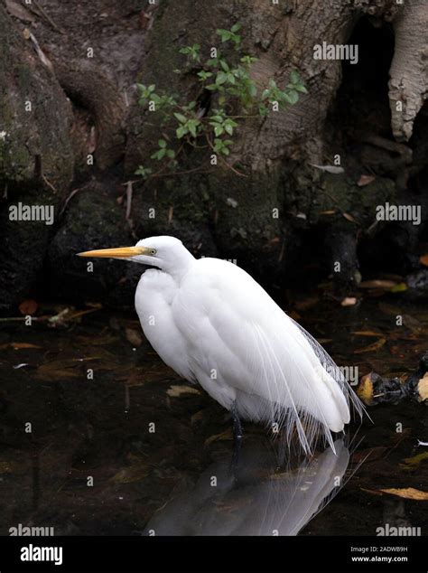 Großer Weißer Reihervogel Schöner Vogel Fotos Und Bildmaterial In Hoher Auflösung Alamy