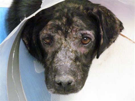 This Dogs Rare Allergy Is So Sad And The Pics Are Even Worse Sheknows