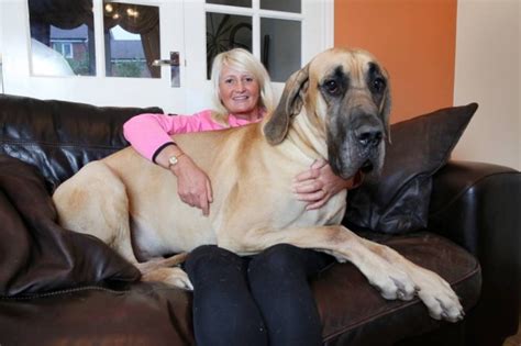 Massive Great Dane Called Presley Is Real Life Scooby Doo Scared Of