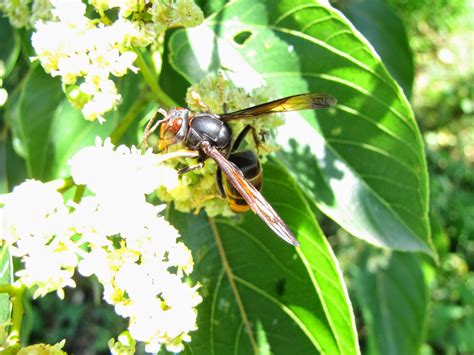 The name means wasp in italian. Palme: A vespa asiática em Palme