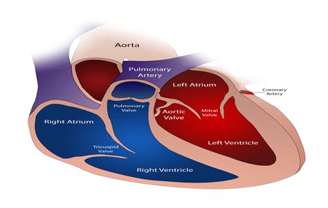 Symptoms And Causes Of Heart Valve Disease Heart Valve