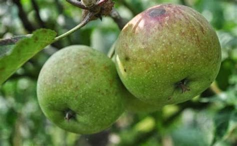 Gambar Buah Apel Manalagi - Koleksi Gambar HD