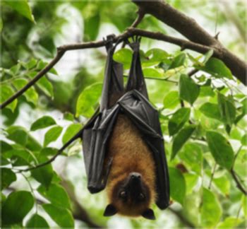Do it yourself and save money, time and frustration. Orlando Pest Control Custom Pest Solutions - Bats