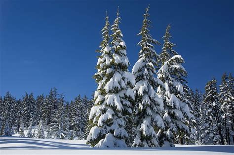 Hd Wallpaper Trees Coated Of Snow Pine Trees Winter Covering