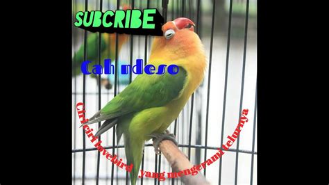 Lovebird jantan dan betina bisa dibedakan dari ukuran tubuhnya. Ciri2 lovebird yg sedang mengerami telur (angkrem) - YouTube