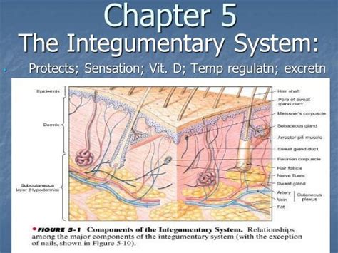 Chapter 5 Integumentary Systempdf