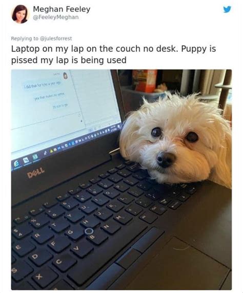 20 Funny Office Spaces From People Now Forced To Work From ...