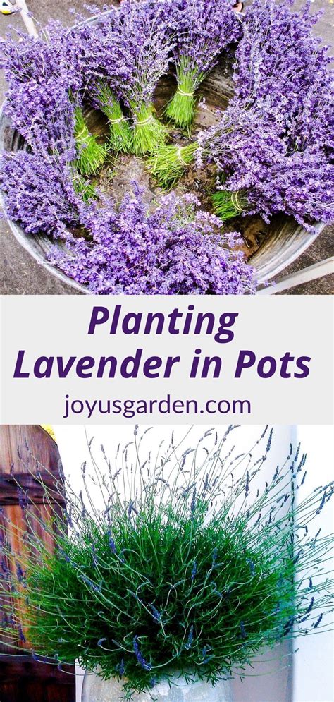 How To Plant Lavender In Pots Joy Us Garden In 2021 Lavender Plant