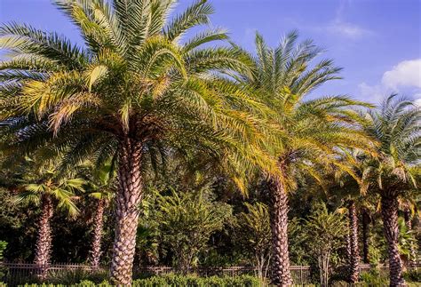 Different types of palms in florida. Palm trees of Florida Photograph by Zina Stromberg