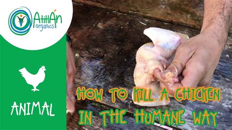 How To Kill A Chicken The Humane Way And Butcher It Properly Youtube