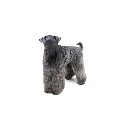 If you have a filter set, try removing the filter via the button above. Kerry Blue Terrier Puppies For Sale | Breed Info | Atlanta, GA