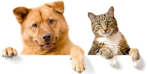Perbandingan sifat antara pemilik anjing dan kucing | merdeka.com