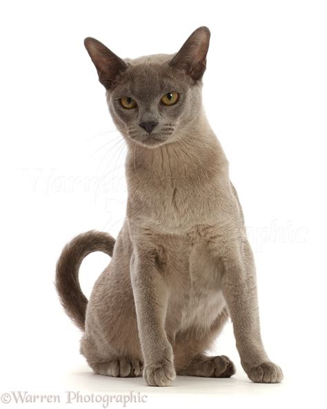 Blue Burmese Cat Sitting Photo Wp46531