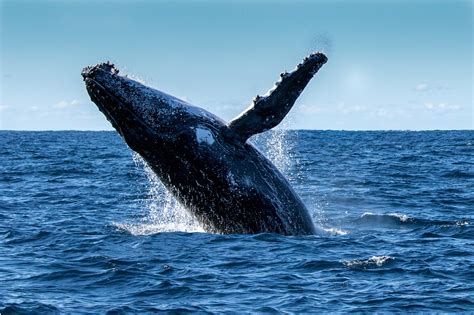 Whale Watching Die 10 Besten Spots And Tipps Für Dein Großes Abenteuer