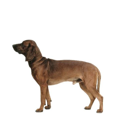 The bavarian mountain hound (german: Bayerischer Gebirgsschweisshund - informatie over de ...