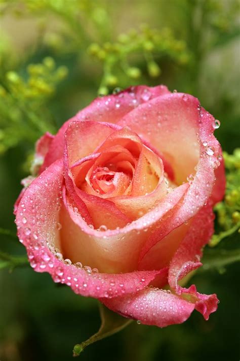 A Dewy Rose In The Garden Artofit