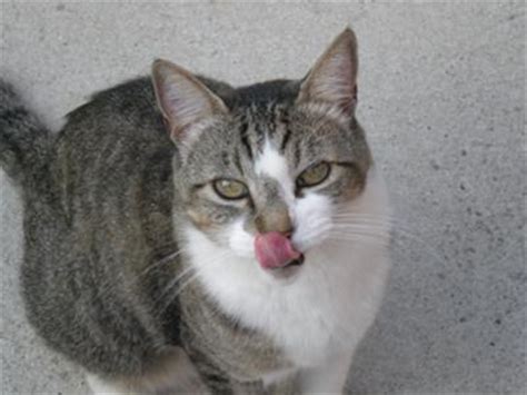 Male cat names beginning with m. Cat Names Beginning With M