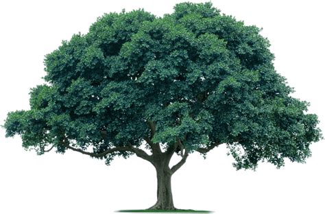 Oak Png Transparent Images Png All