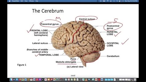 Brain Introduction Cerebrum Medulla Pons Midbrain Cerebellum