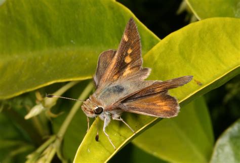 Poanes melane melane - The Umber Skipper